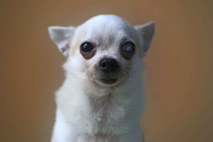 갈색 배경 앞 흰 치와와 얼굴
